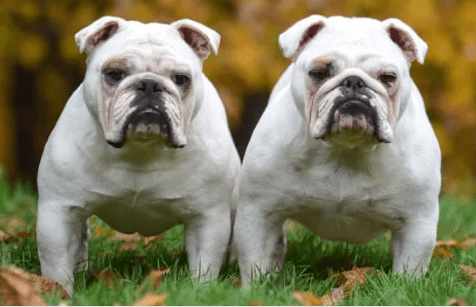 Two white bulldogs with wrinkled faces and stocky builds stand side by side on grass, facing the camera. The background features blurred autumnal foliage, suggesting it is fall. Both dogs have similar expressions, giving them a stern and attentive look—much like seasoned stock market analysts.
